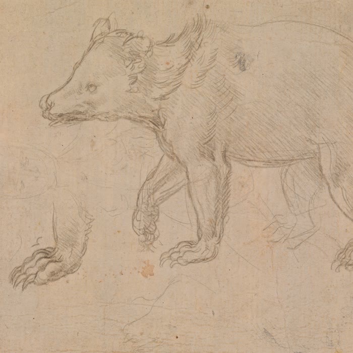 Leonardo da Vinci, A Bear Walking, silverpoint, about 1482